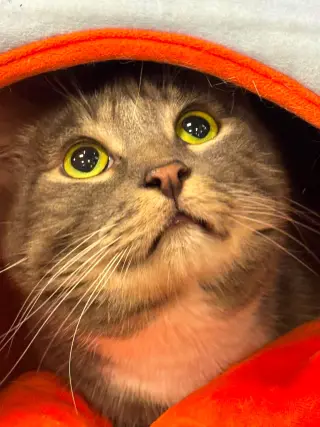 ISAAC