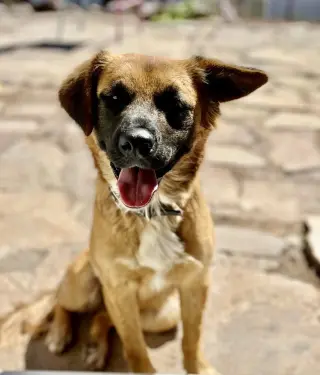 Pancho