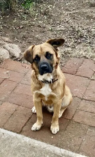 Pancho