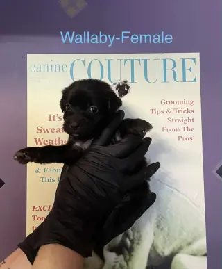 Wallaby