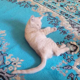 Tofu