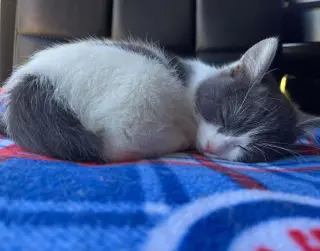 Pierogi