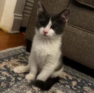 Pierogi