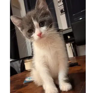 Pierogi