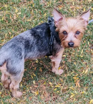 Little Bear