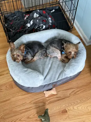 Little Bear
