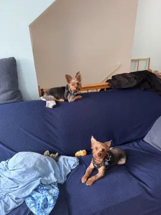 Little Bear