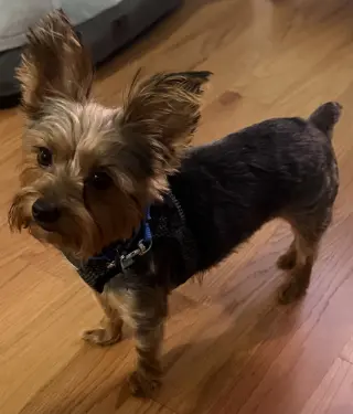 Bentley  Boy