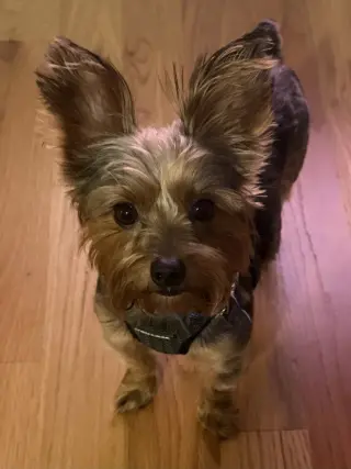 Bentley  Boy