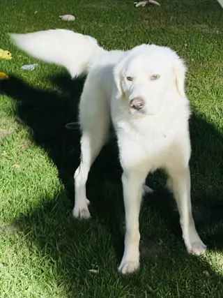 Gus