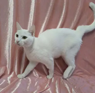 Rosalind