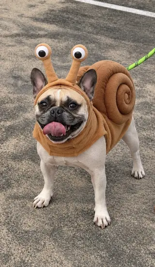 Petunia