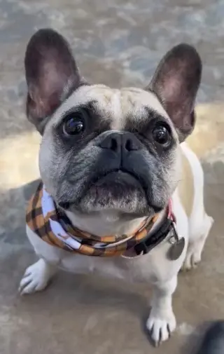 Petunia