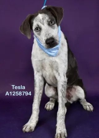 *TESLA