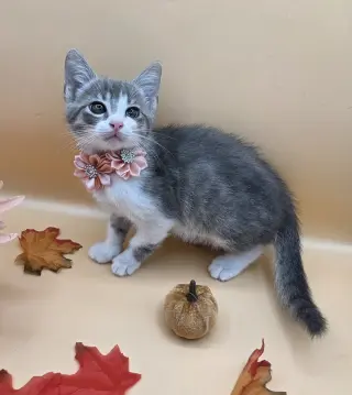 Izzy