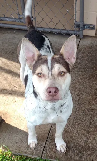 Gypsy