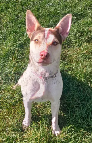 Gypsy