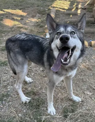 261610  Balto