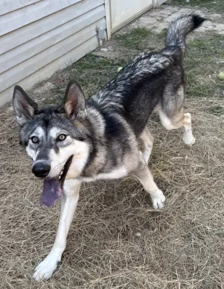 261610  Balto