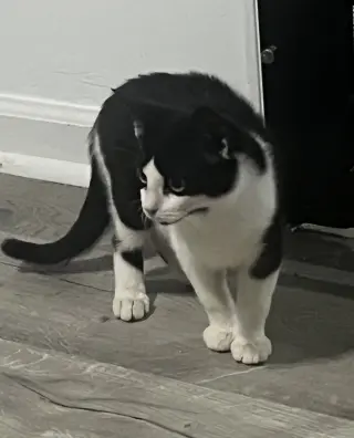 Moo