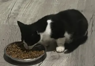 Moo