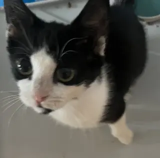 Moo