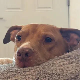 Remi