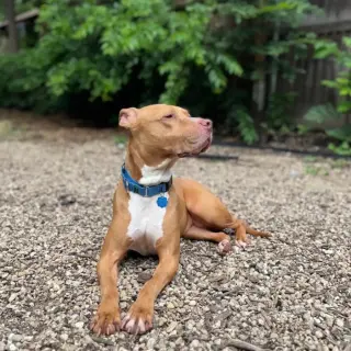 Remi