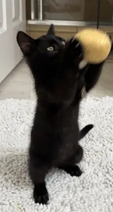 Ollie