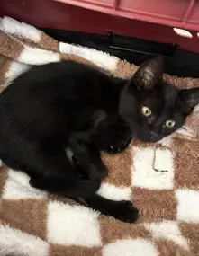 Ollie