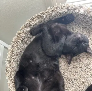 Ollie