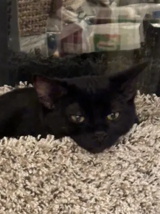 Ollie