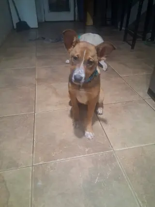 Toffee