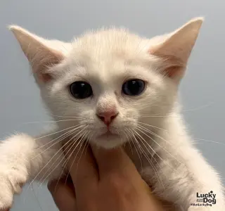 Casper