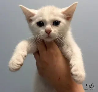 Casper