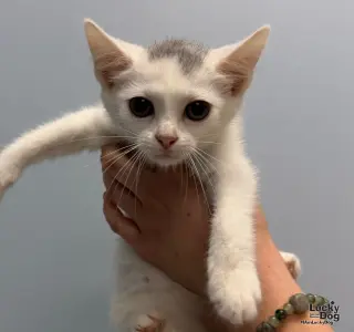 Cotton