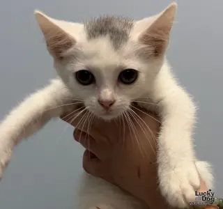 Cotton