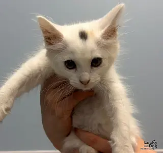 Cloud