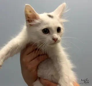 Cloud