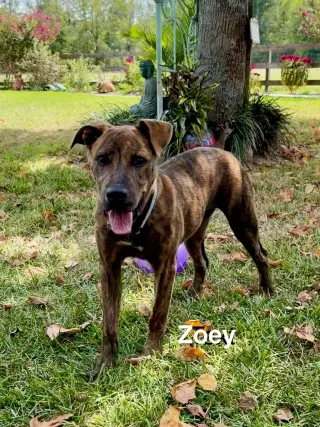 Zoey- total package