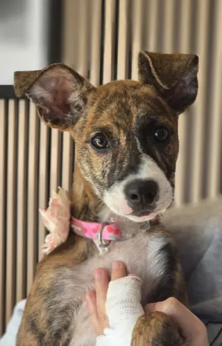 Joey- brindle princess