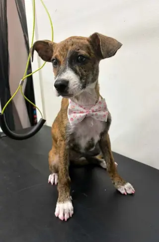 Joey- brindle princess