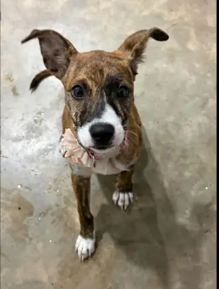 Joey- brindle princess
