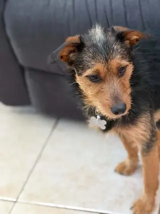 Teddy Scruff