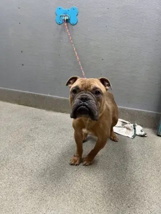*BRUCE