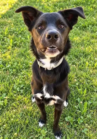 BELLA