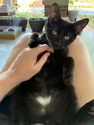 Pistol