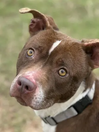 Buster 3yrs (AVA 10/21)