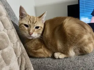 Apollo