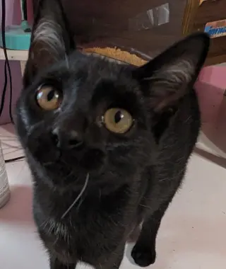 Elowyn (bonded with Emerson)